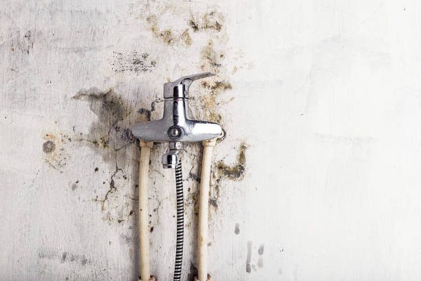 Best Home Mold Removal  in Gramercy, LA