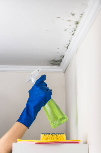 Best Local Mold Removal Service  in Gramercy, LA